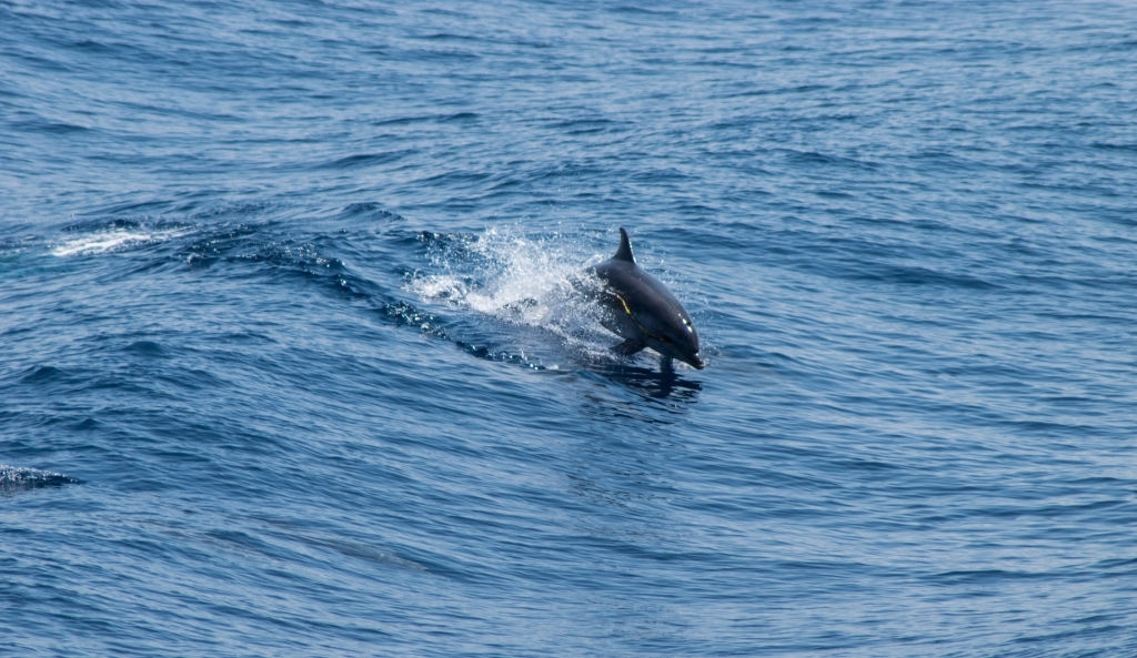 Bristol Harbor Marina Dolphin Tours