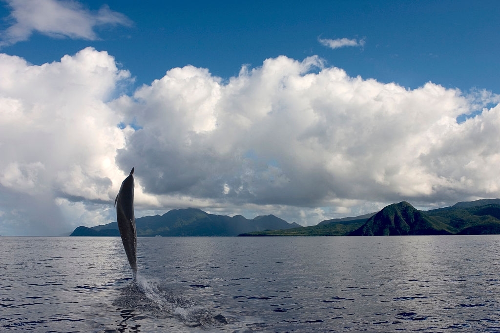 Carl Grey Park Dolphin Tours