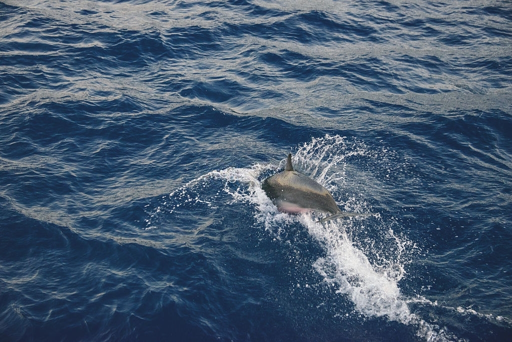 Uncle Ernie’s Panama City Dolphin Tours