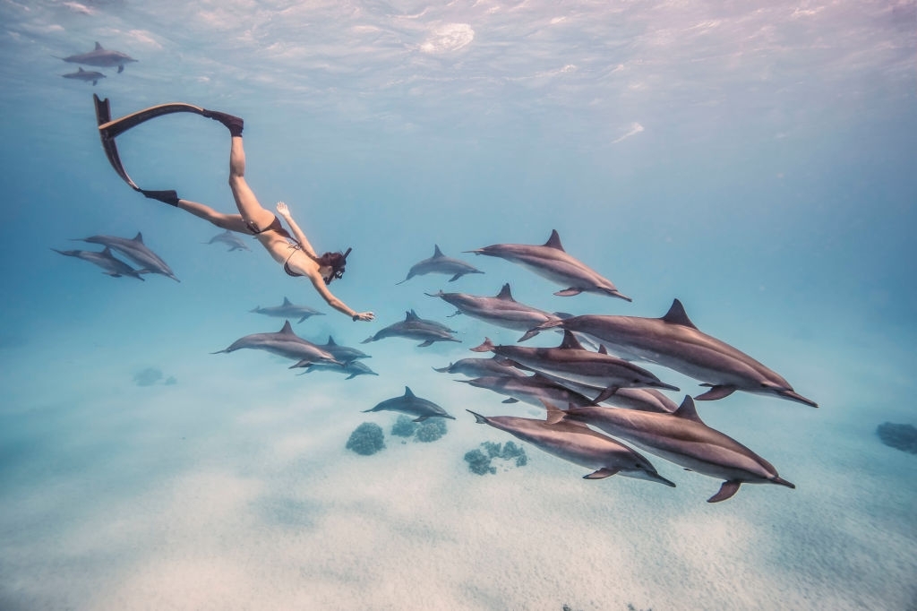 The Grand Marlin Dolphin Tours