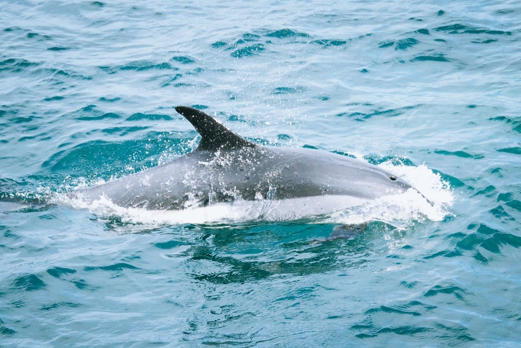 Carl Grey Park Dolphin Tours