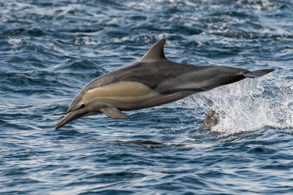 Bristol Harbor Marina Dolphin Tours