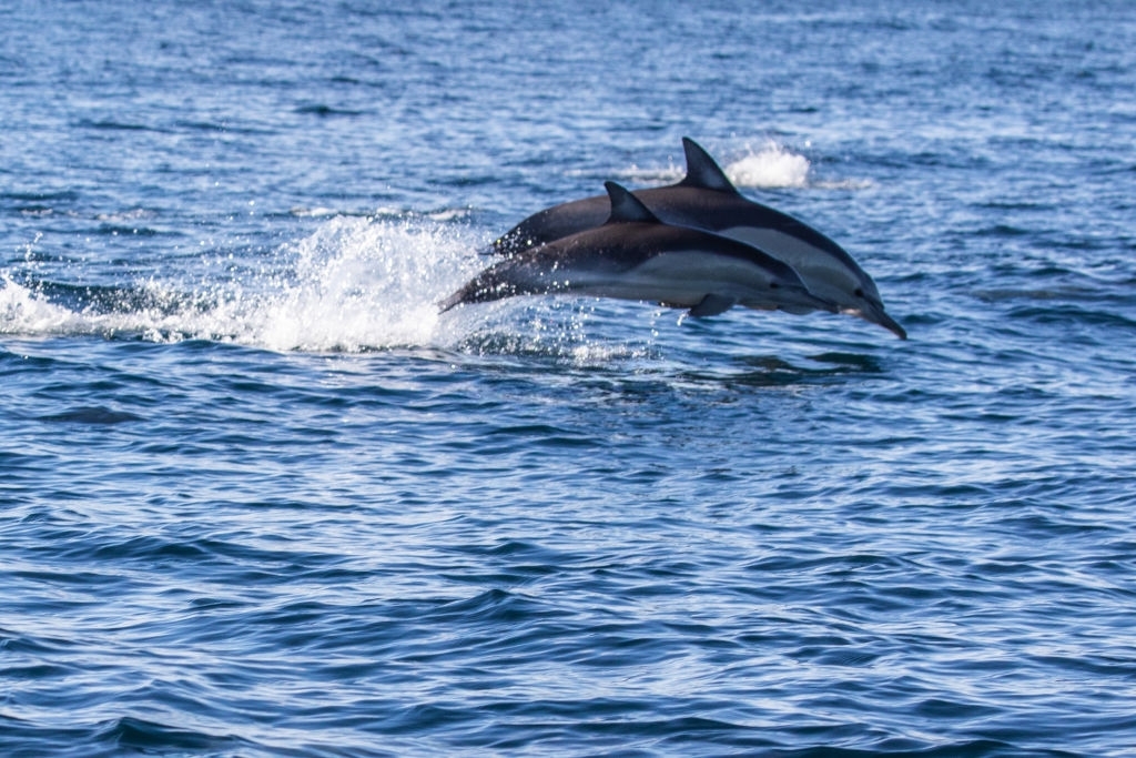 Bristol Harbor Marina Dolphin Tours