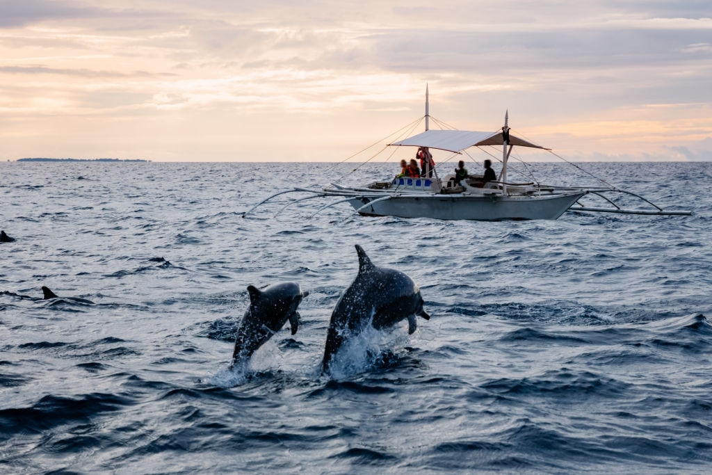 Carl Grey Park Dolphin Tours