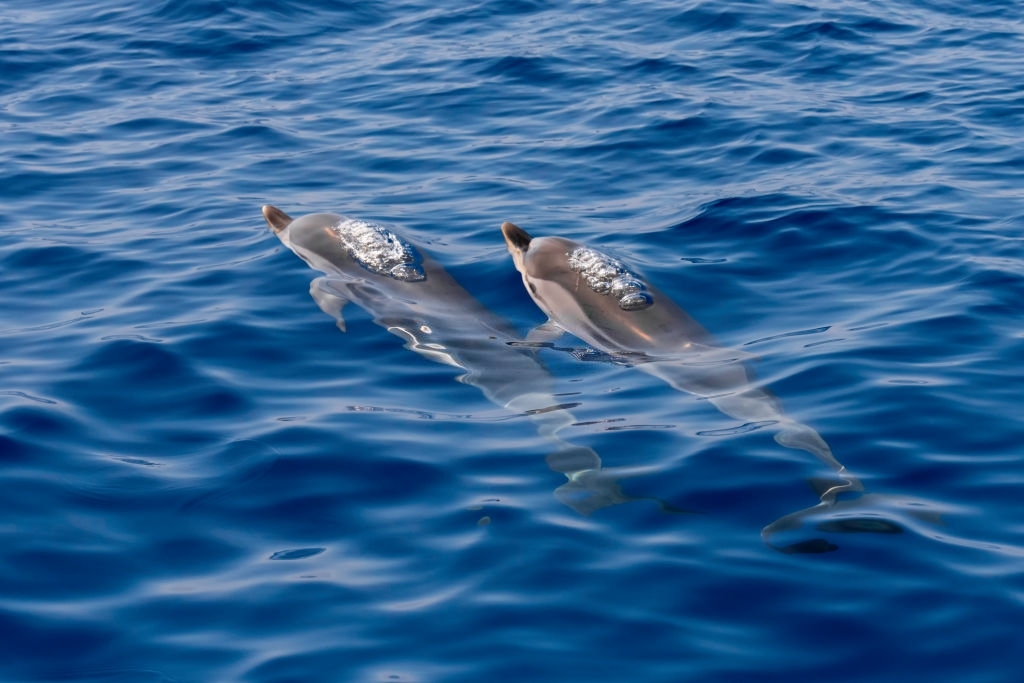 St Andrews State Park Dolphin Tours