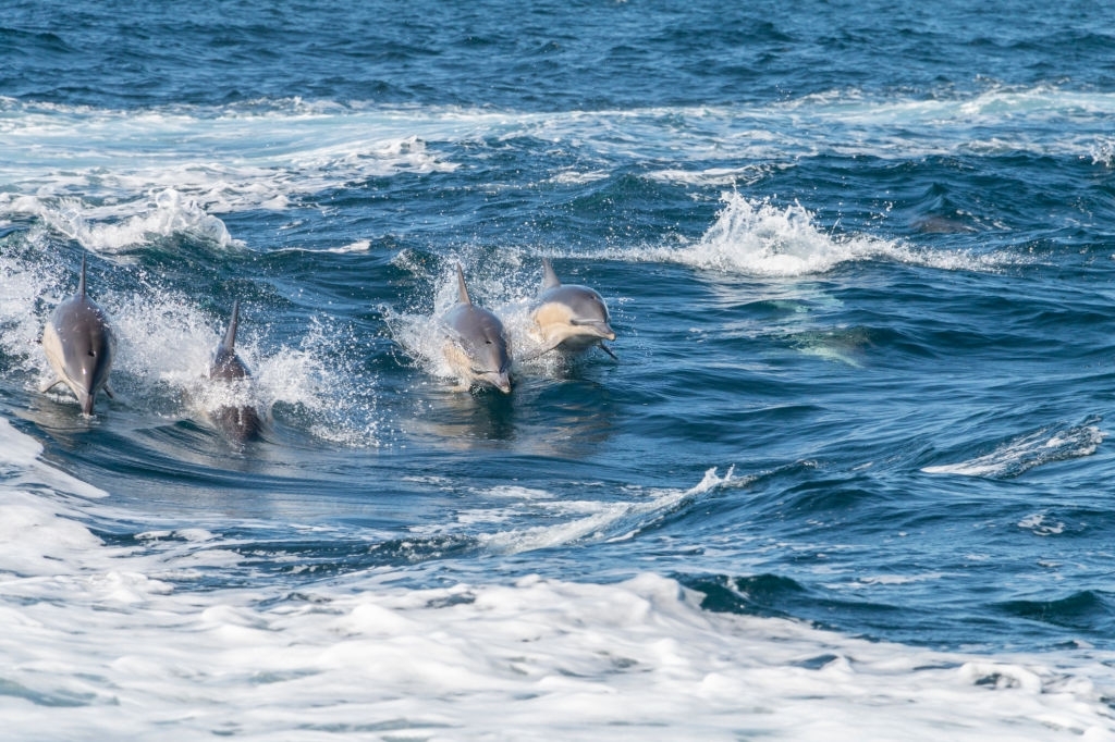 Bristol Harbor Marina Dolphin Tours