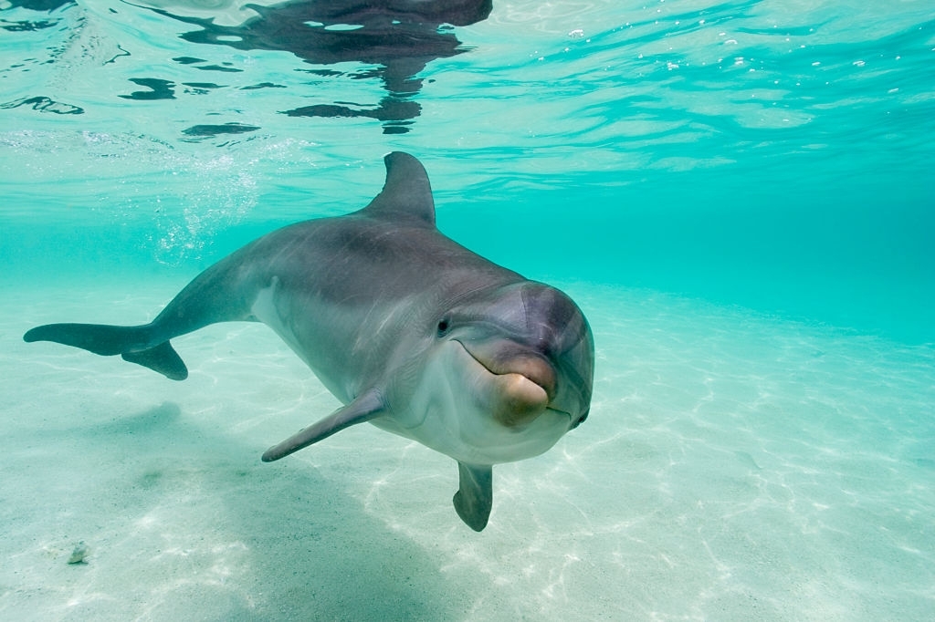 Shell Island Dolphin Tours