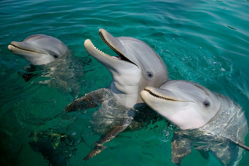 Treasure Island Marina Dolphin Tours