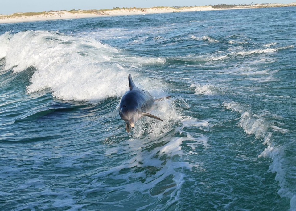 Panama City Dolphin Tours