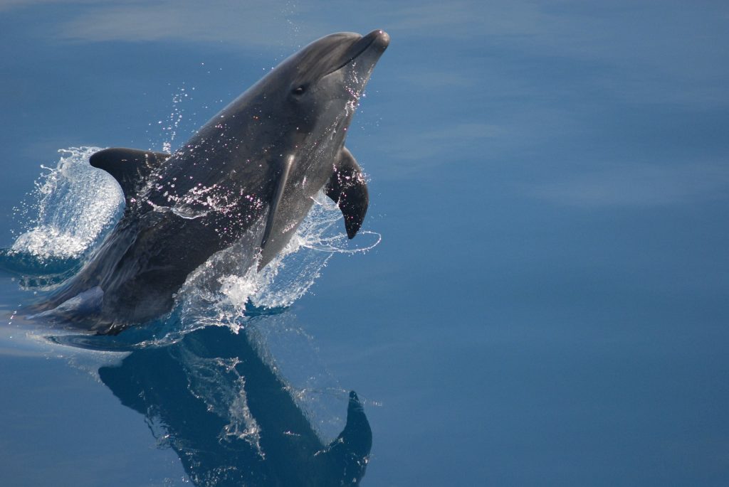 Historic St. Andrews Dolphin Tours