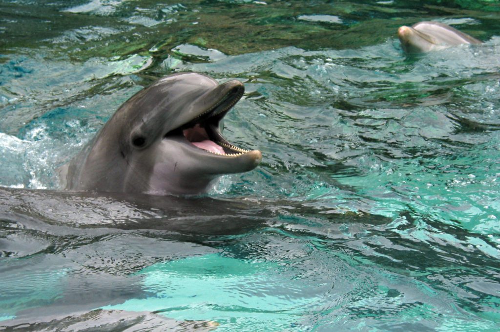 Sisters of The Sea Dolphin Tours