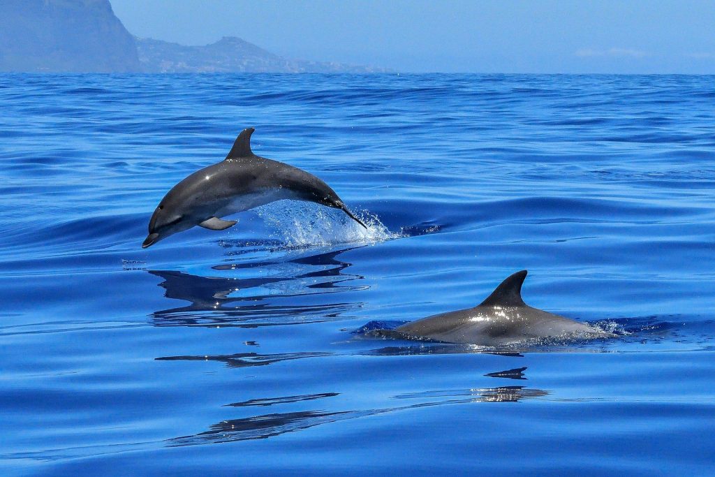 Historic St. Andrews Dolphin Tours