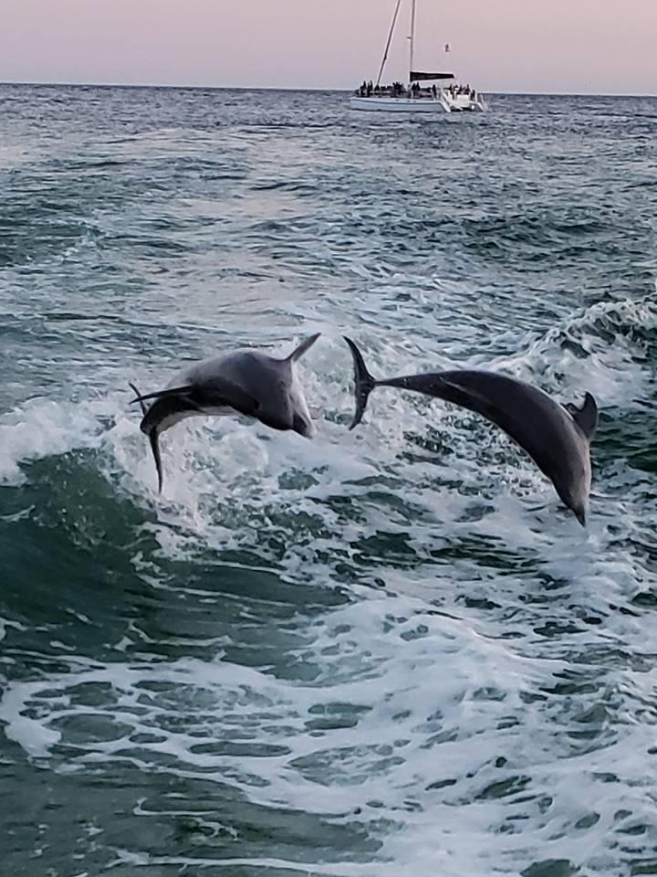 Historic St. Andrews Dolphin Tours