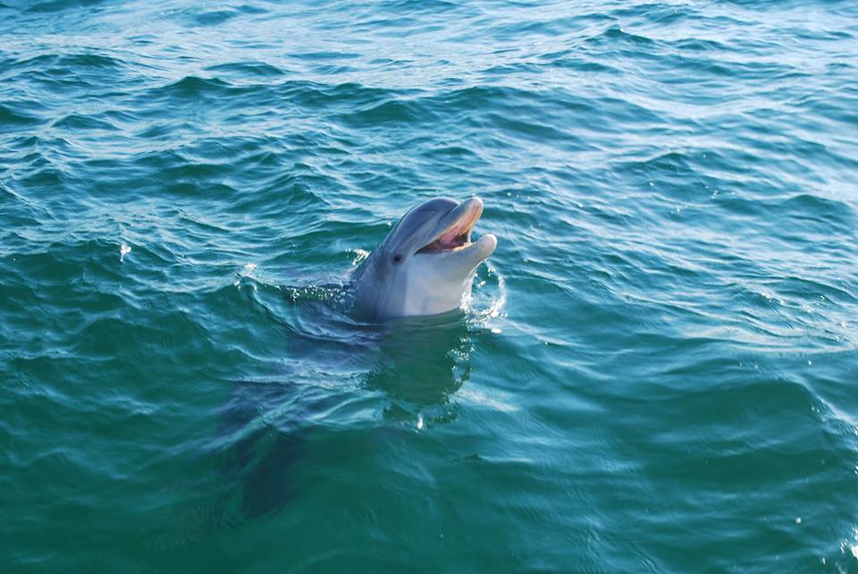 Alys Beach Florida Dolphin Tours