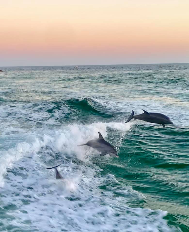 Rosemary Beach Dolphin Tours