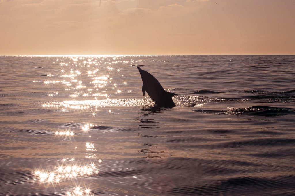 Inlet Beach Dolphin Tours