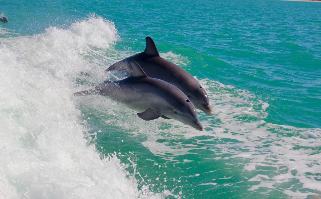 Historic St. Andrews Dolphin Tours