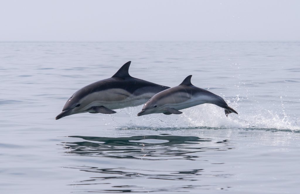 Laguna Beach Dolphin Tours