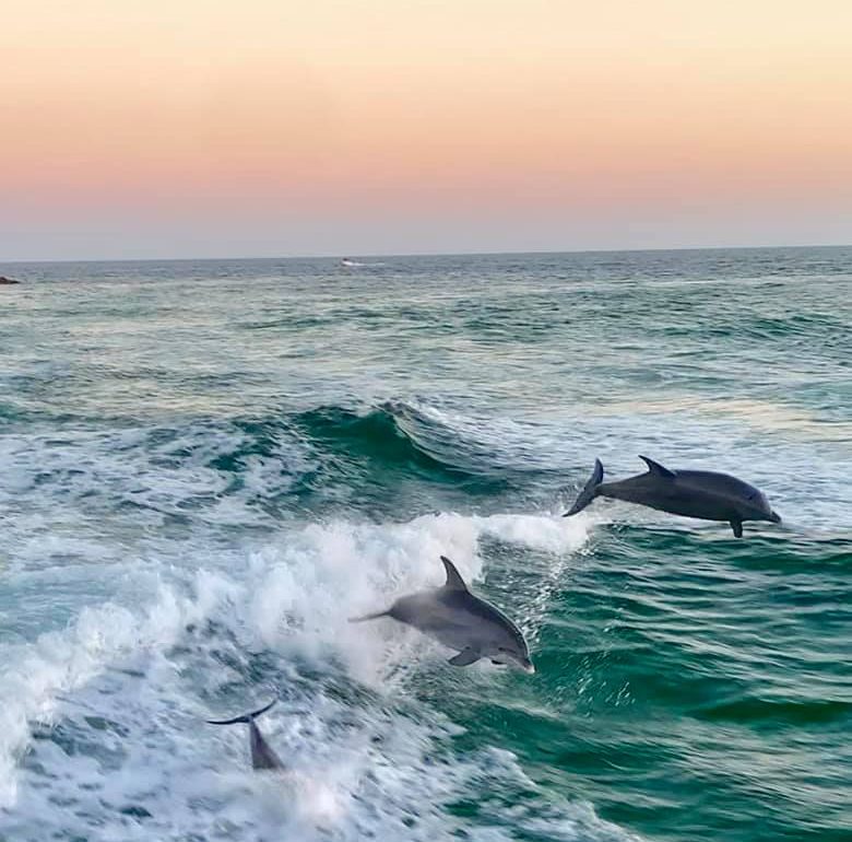 Captain Anderson’s Marina Dolphin Tours