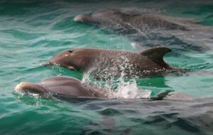 Private Dolphin and Snorkeling Tours