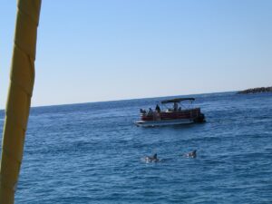 Private Dolphin and Snorkeling Tours